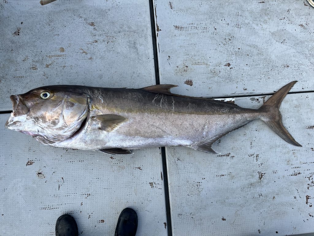 カンパチ（カラー魚拓）元画像
